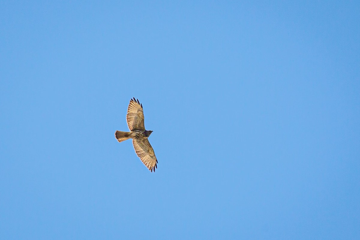 Broad-winged Hawk - ML646847098