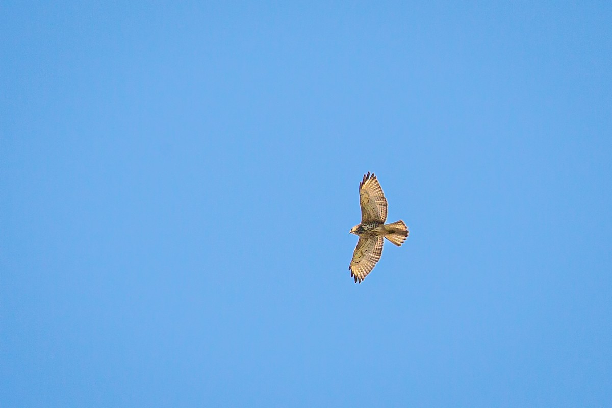 Broad-winged Hawk - ML646847099