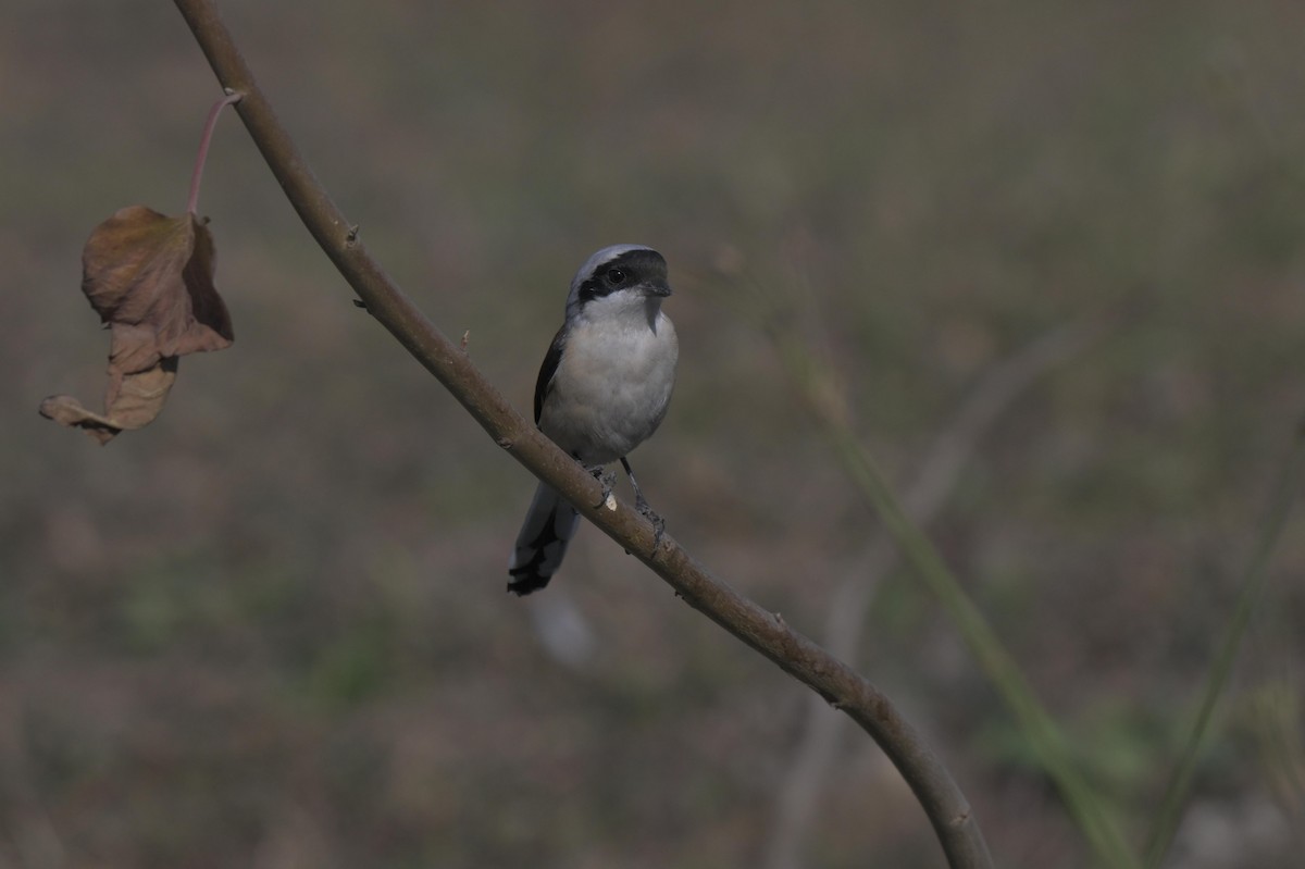 Pie-grièche à bandeau - ML646847104