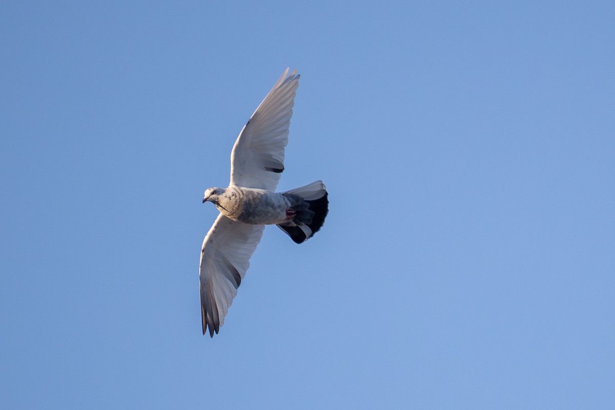 Rock Pigeon (Feral Pigeon) - ML646847105