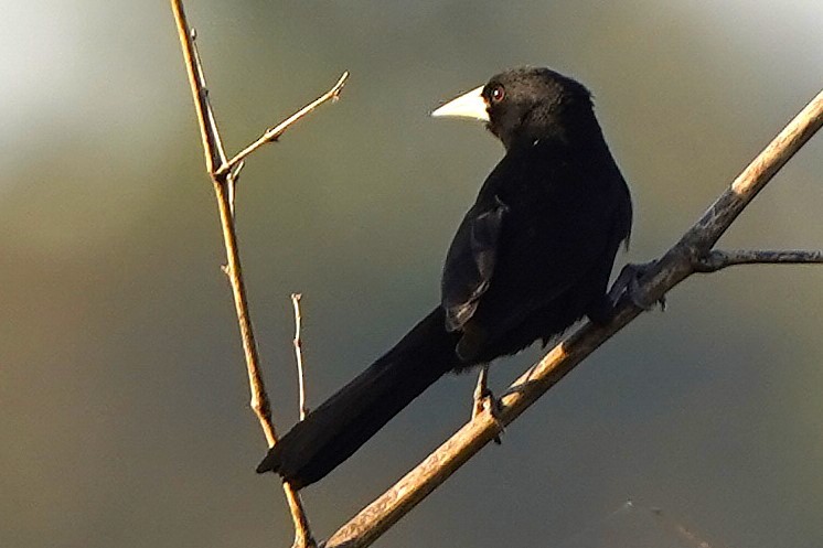 Solitary Black Cacique - ML646847106