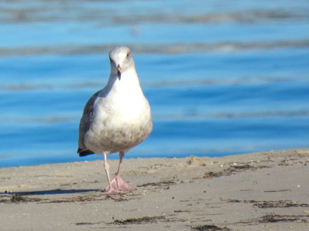 Западная чайка - ML646847107