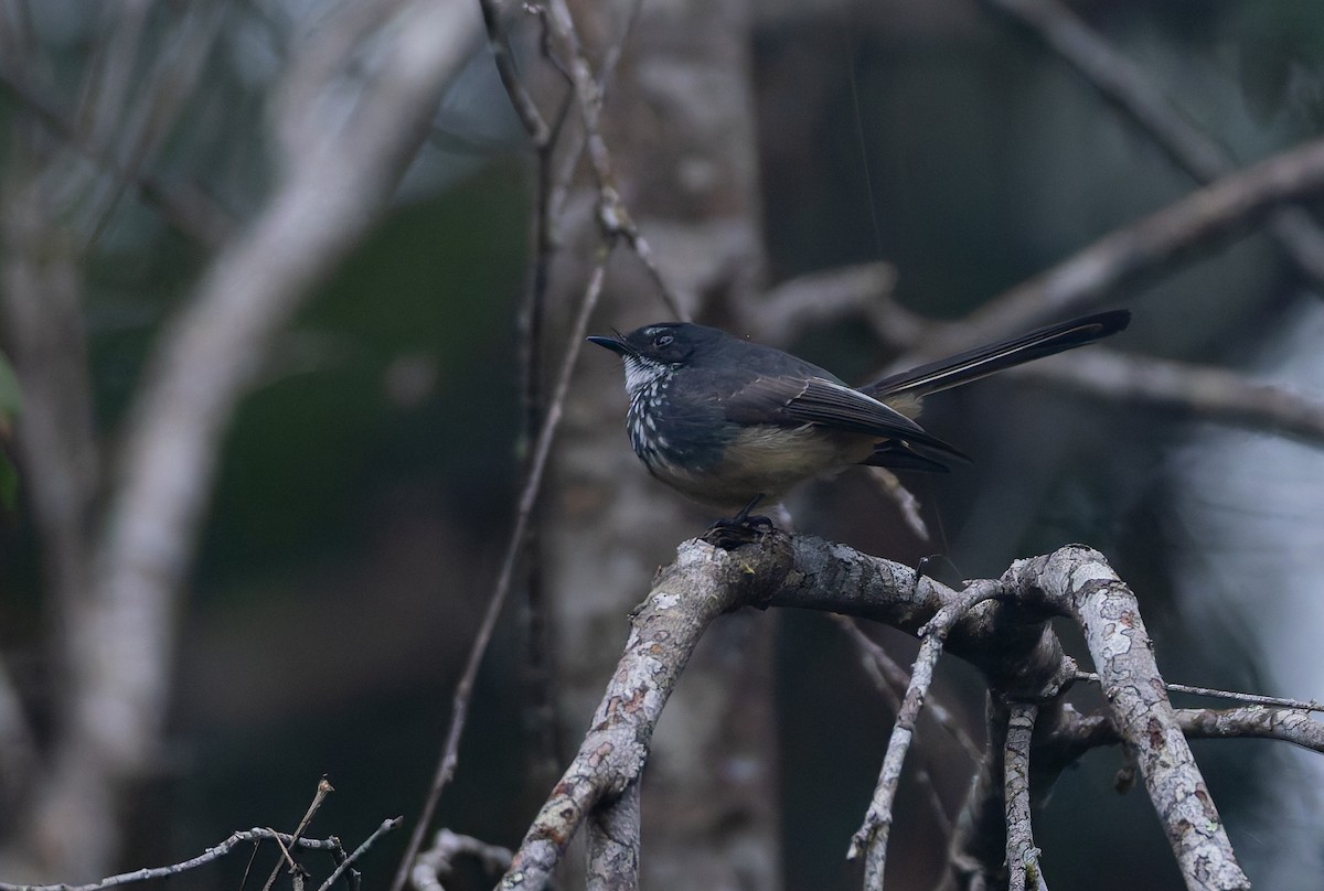 Northern Fantail (Buru) - ML646847110