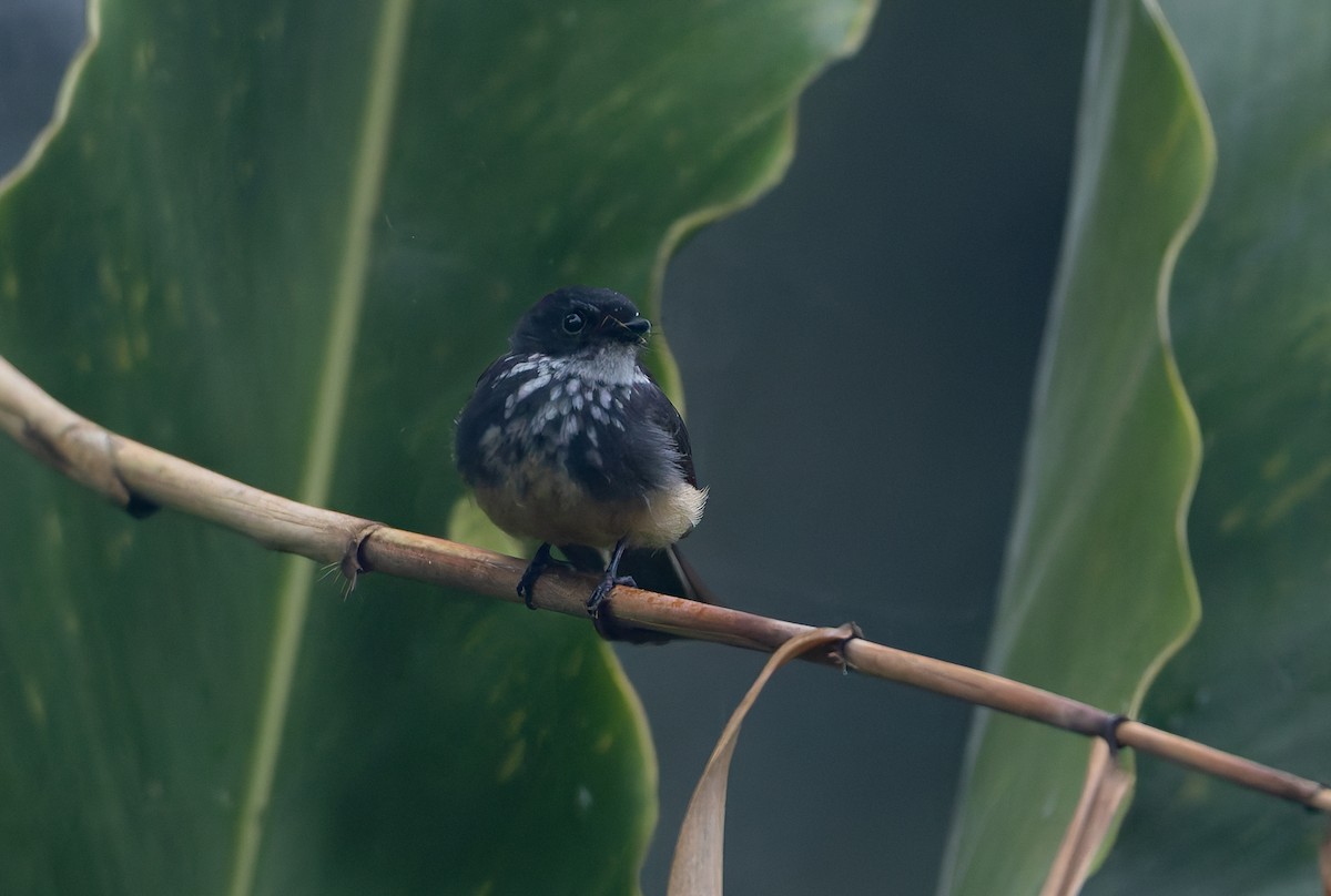 Northern Fantail (Buru) - ML646847111