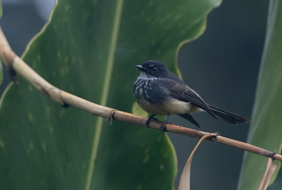 Northern Fantail (Buru) - ML646847112