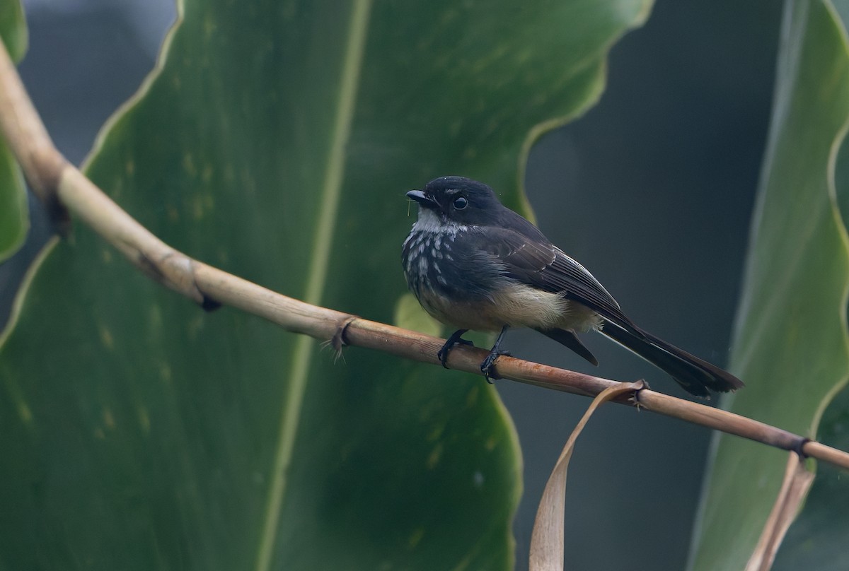 Northern Fantail (Buru) - ML646847113