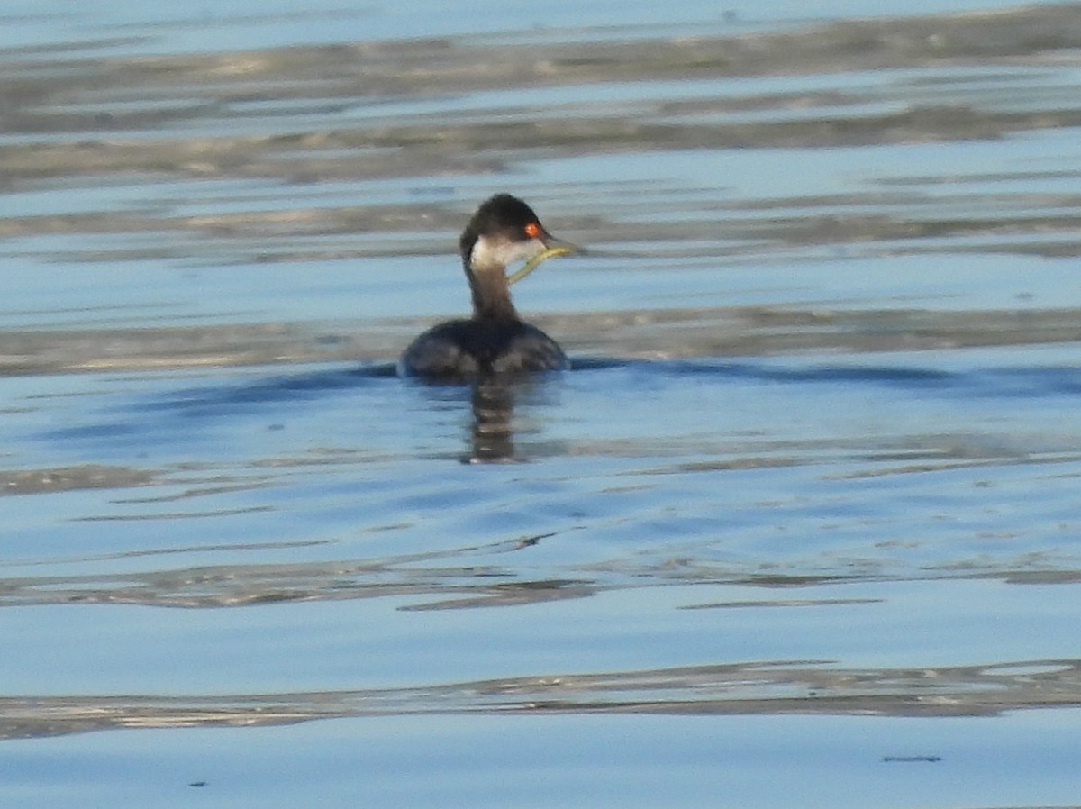 Черношейная поганка - ML646847114