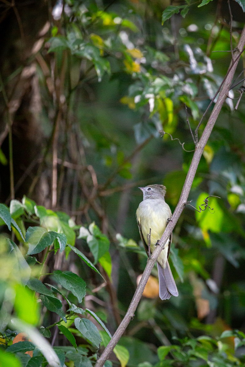 Желтобрюхая эления - ML646847115