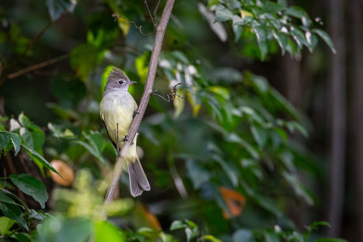 Желтобрюхая эления - ML646847116