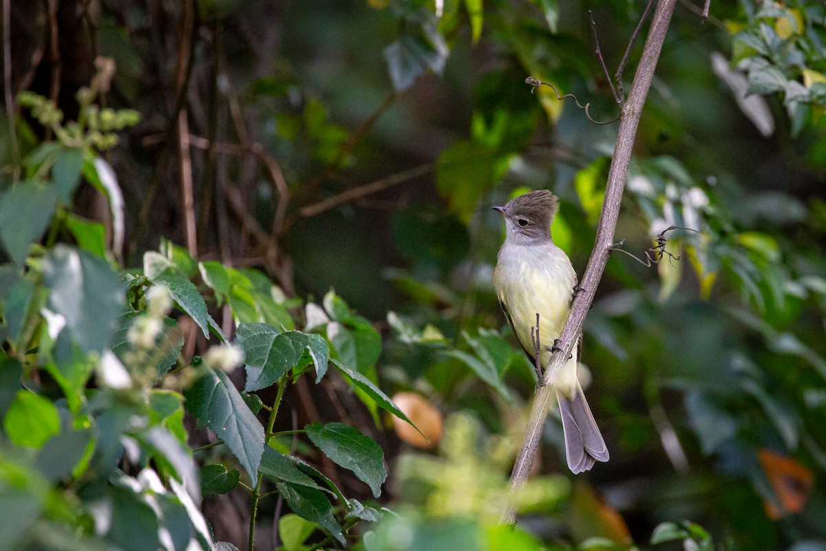 Желтобрюхая эления - ML646847117