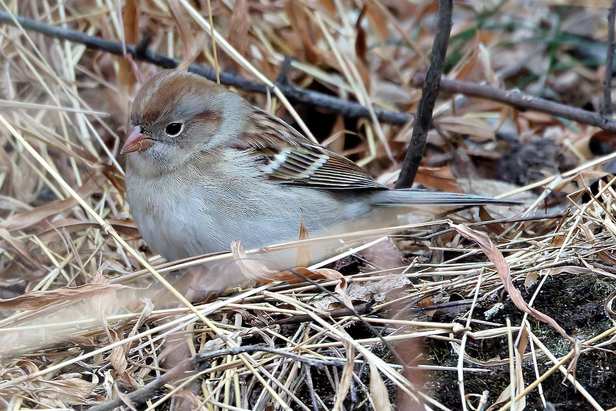 Field Sparrow - ML646847118