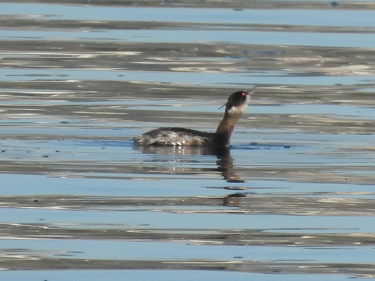 Черношейная поганка - ML646847120