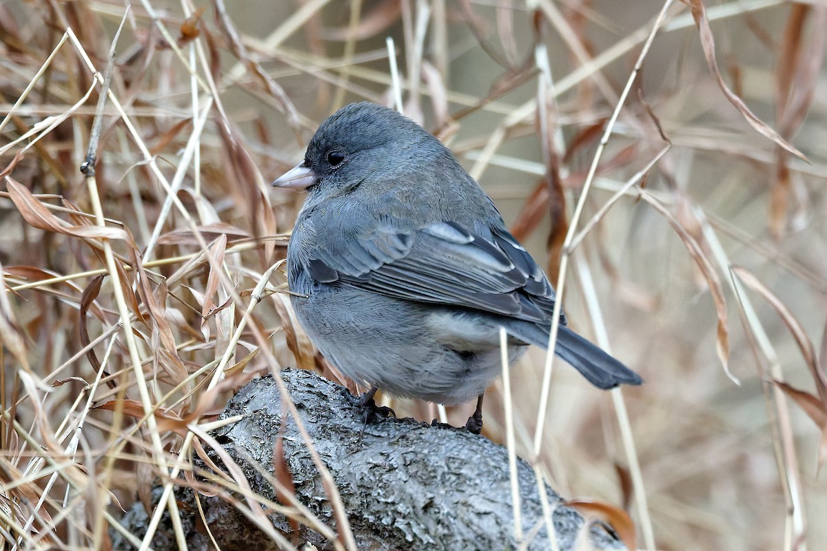 Dark-eyed Junco - ML646847121