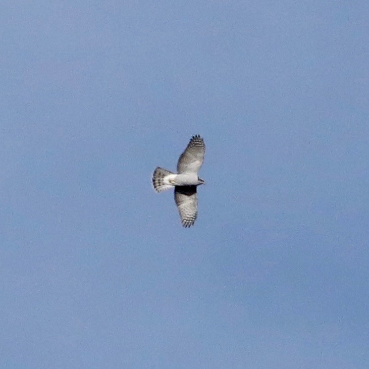 American Goshawk - ML646847122