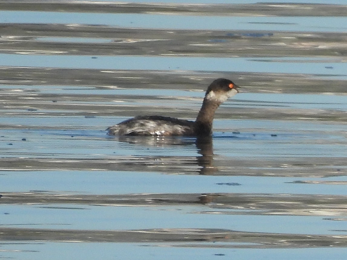 Черношейная поганка - ML646847123