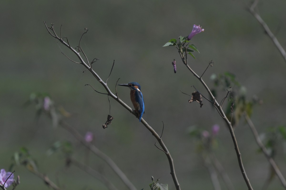 Common Kingfisher - ML646847124