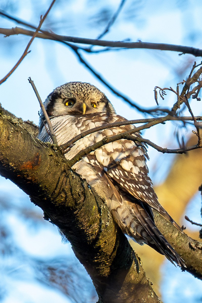 Northern Hawk Owl - ML646847126