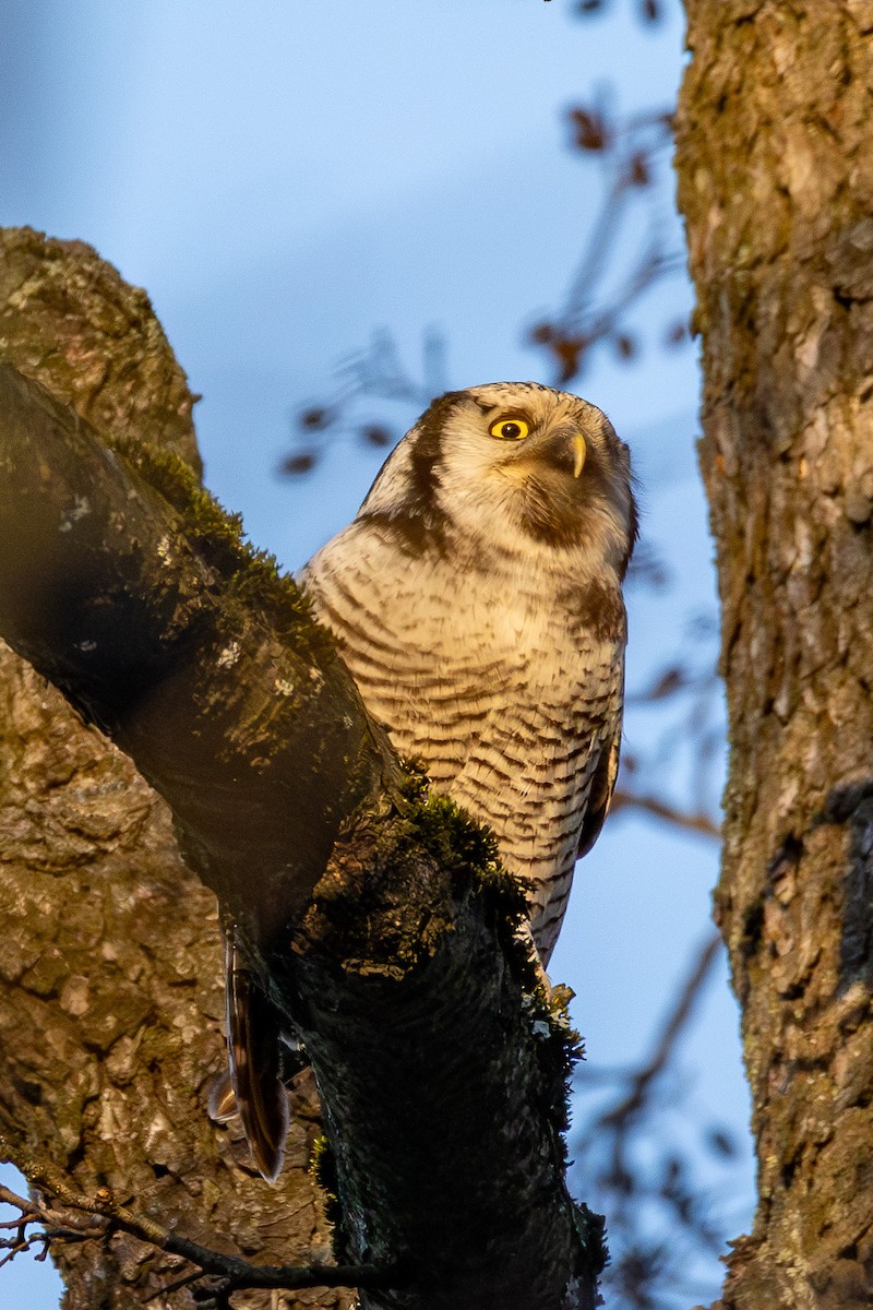 Northern Hawk Owl - ML646847127
