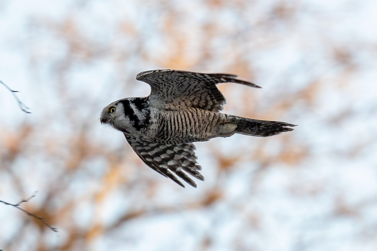 Northern Hawk Owl - ML646847128