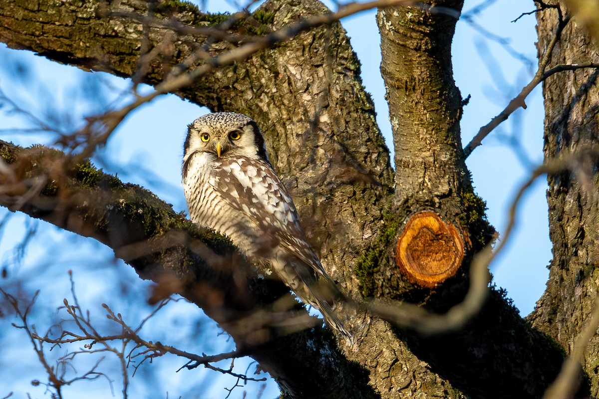 Northern Hawk Owl - ML646847129