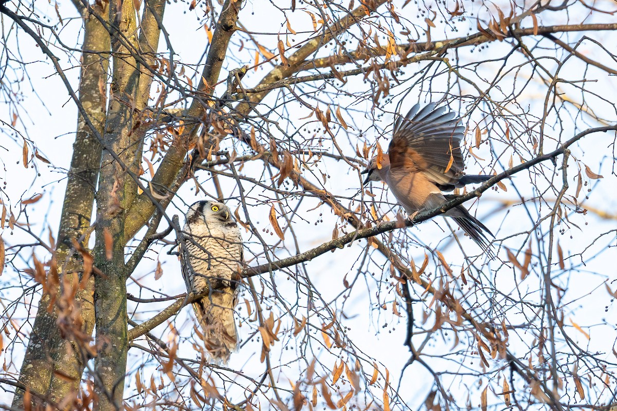 Northern Hawk Owl - ML646847130