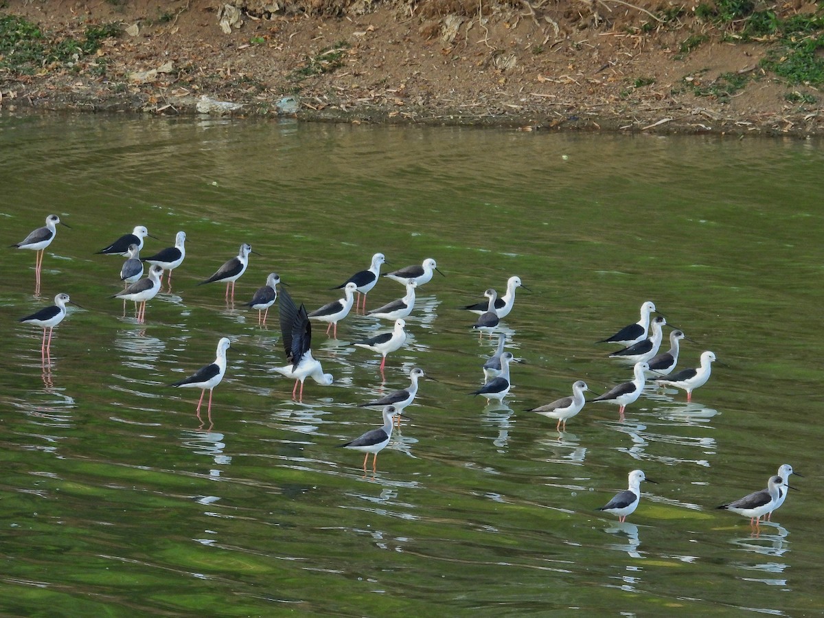 Échasse blanche - ML646847131