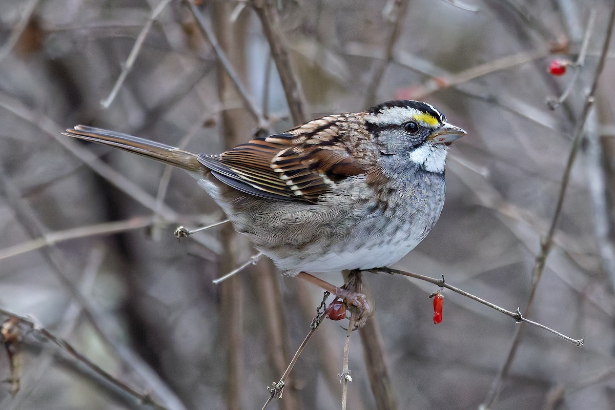 White-throated Sparrow - ML646847132