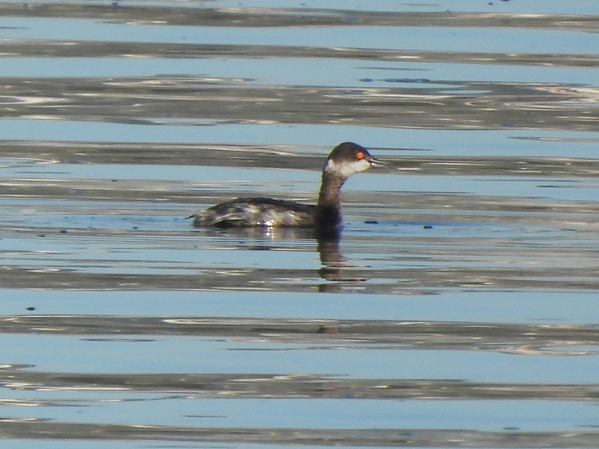 Черношейная поганка - ML646847133