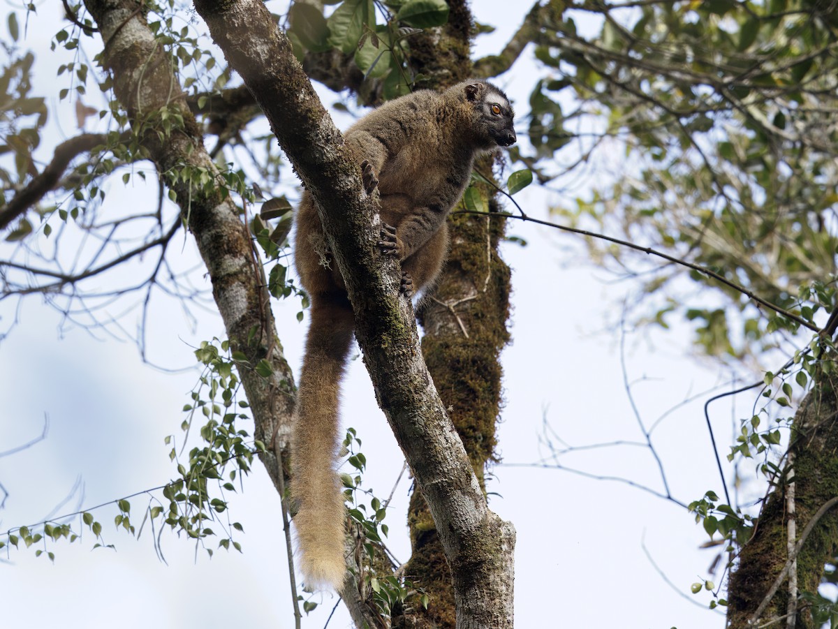 哺乳類 - ML646847136