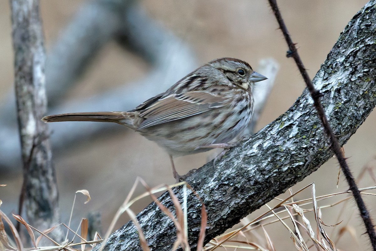 Song Sparrow - ML646847137
