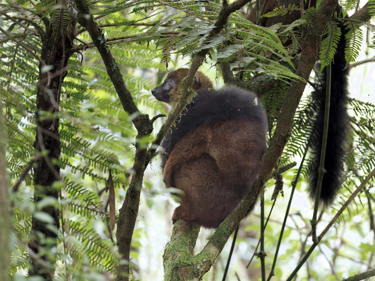 哺乳類 - ML646847139