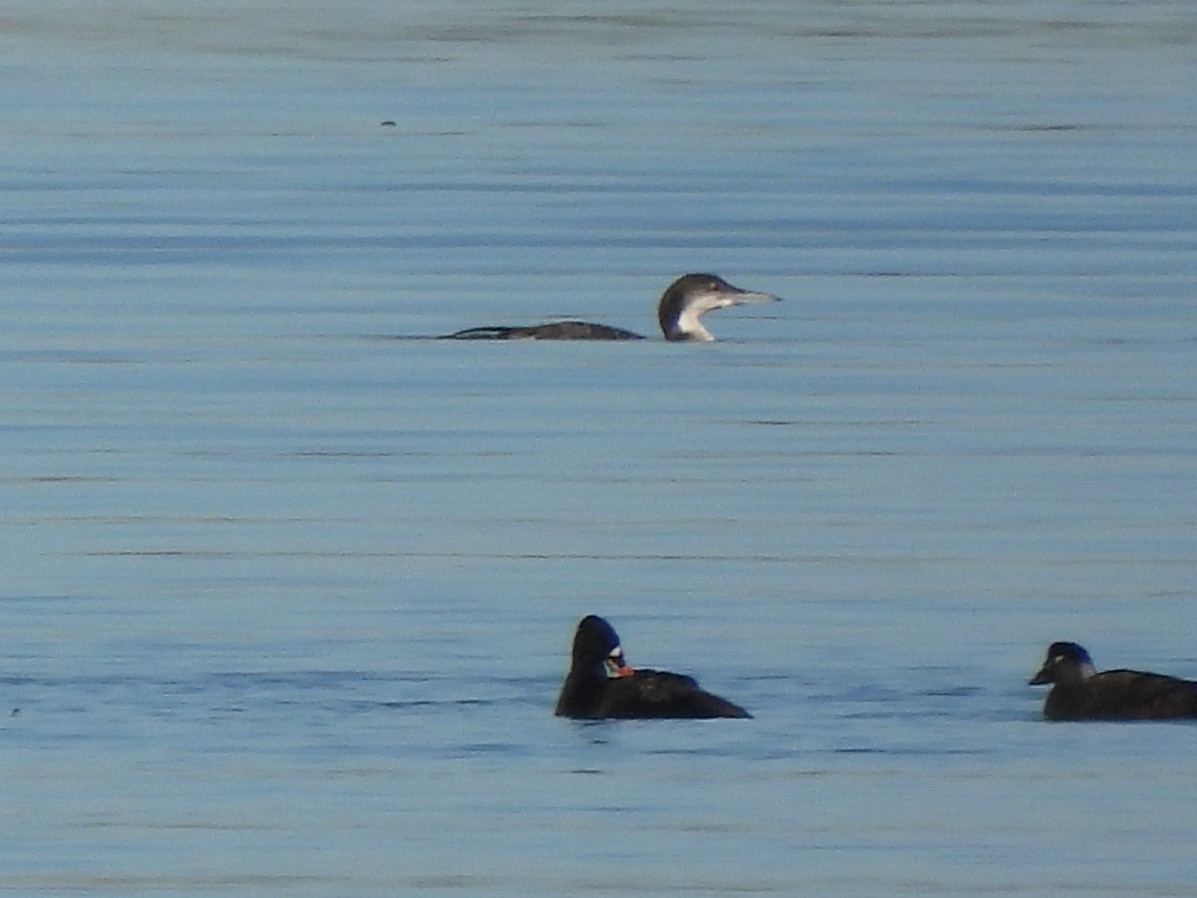 Черноклювая гагара - ML646847141