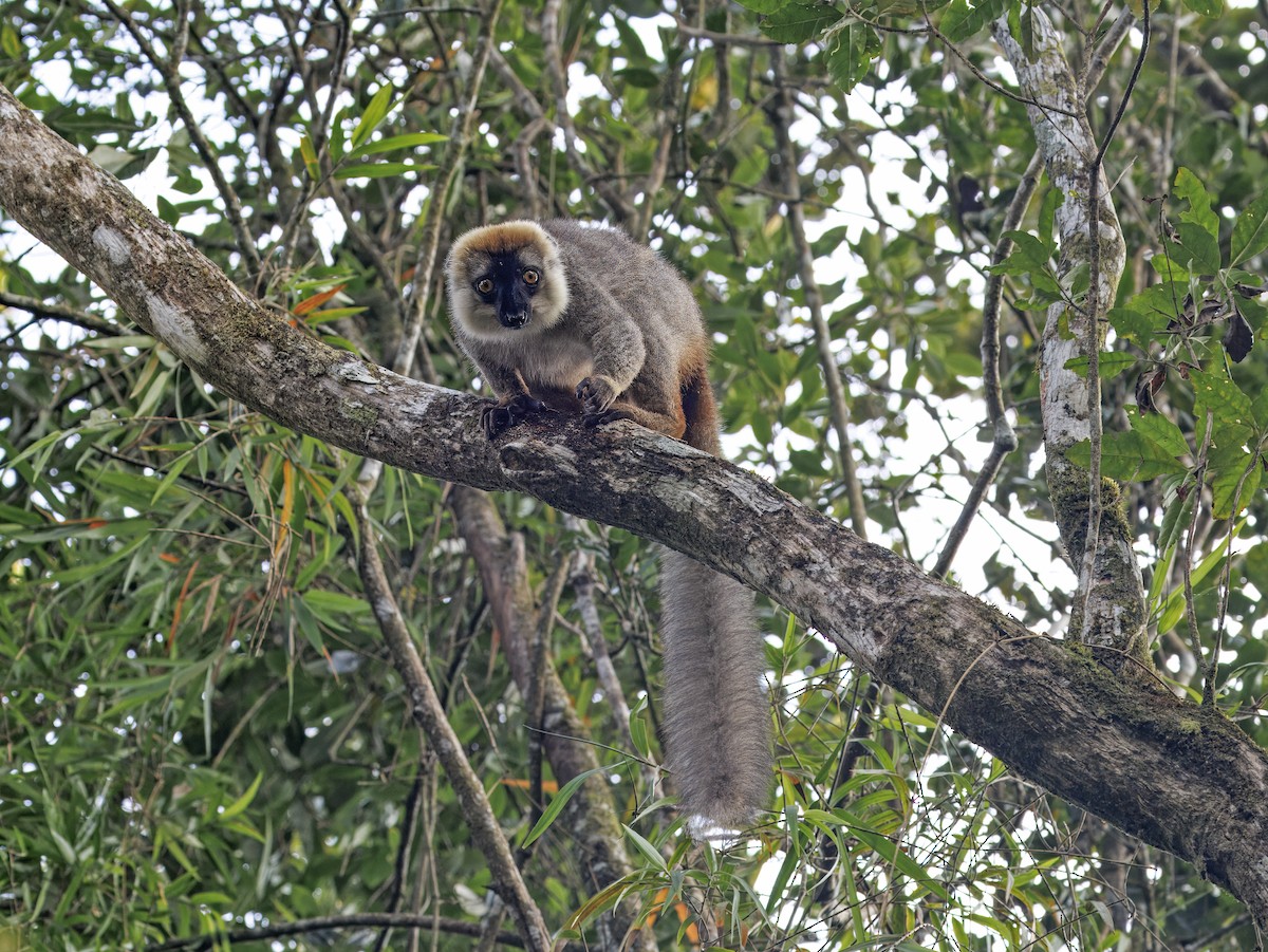 哺乳類 - ML646847146