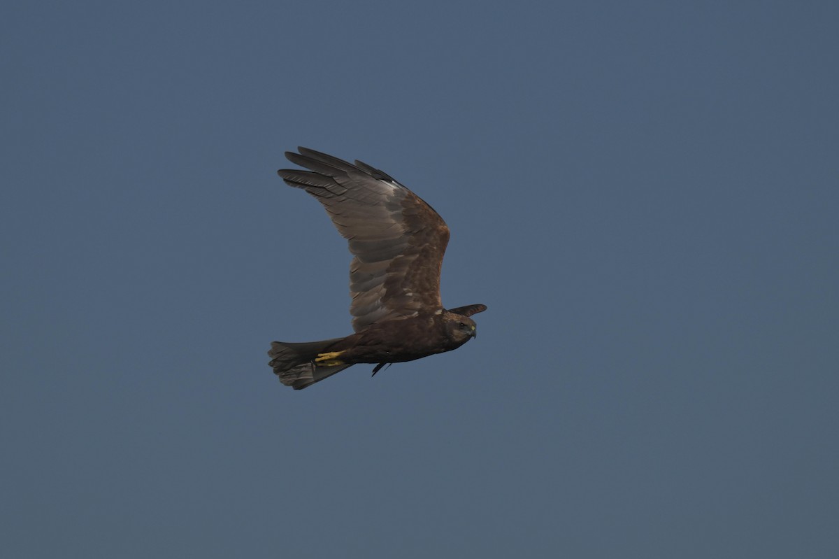 Western Marsh Harrier - ML646847148