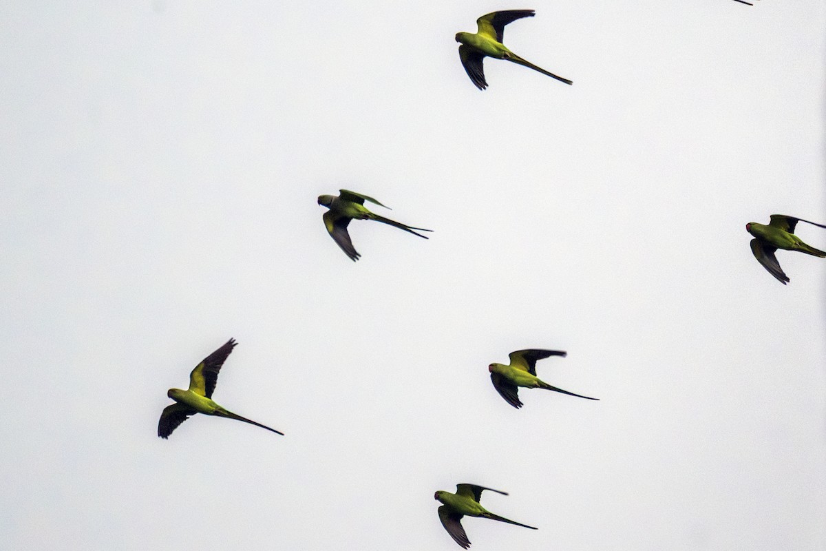 Rose-ringed Parakeet - ML646847149