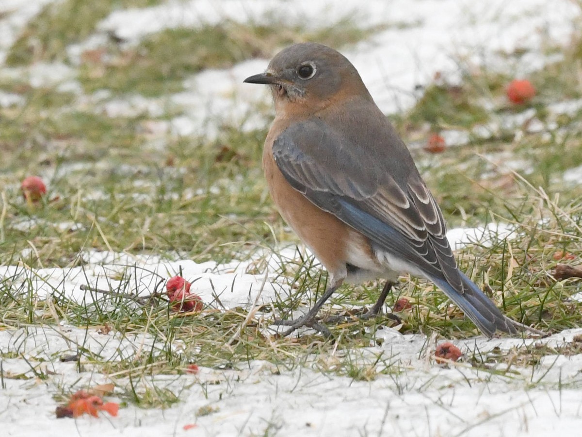 Блакитник східний - ML646847150