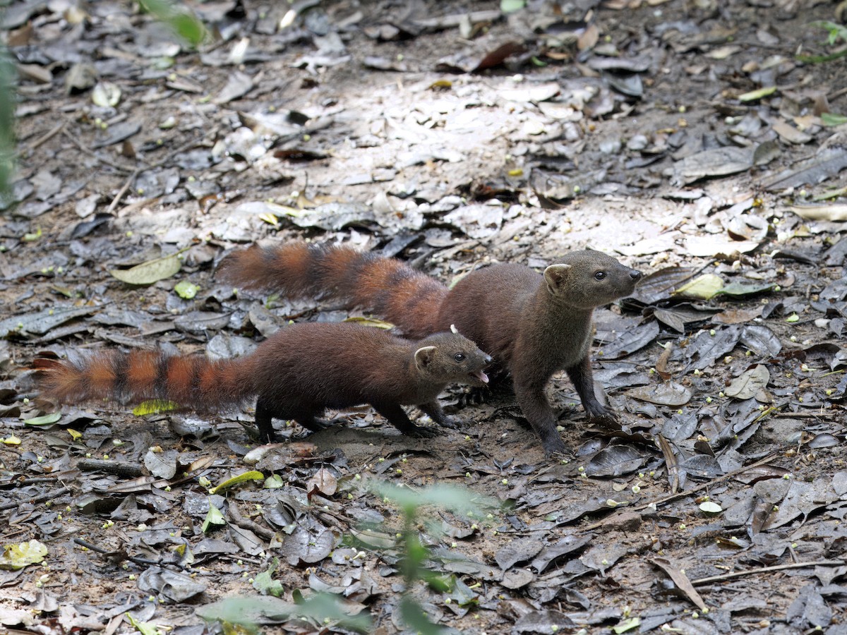 哺乳類 - ML646847155