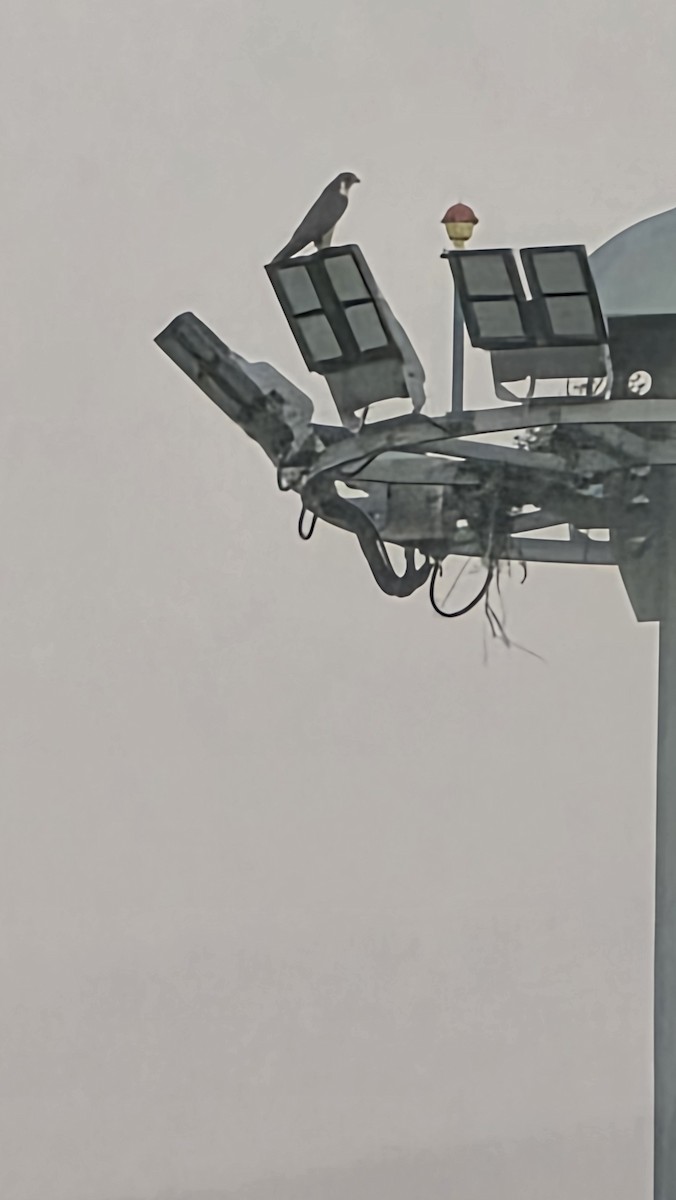 Peregrine Falcon - ML646847162