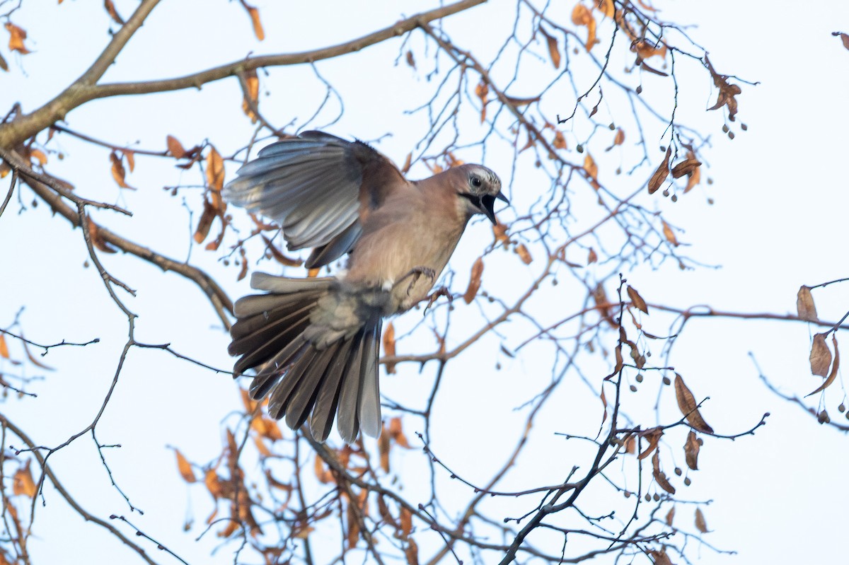 Eurasian Jay - ML646847163