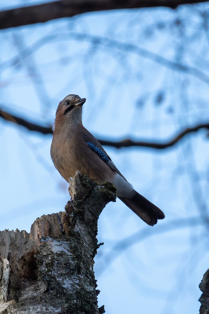 Eurasian Jay - ML646847164
