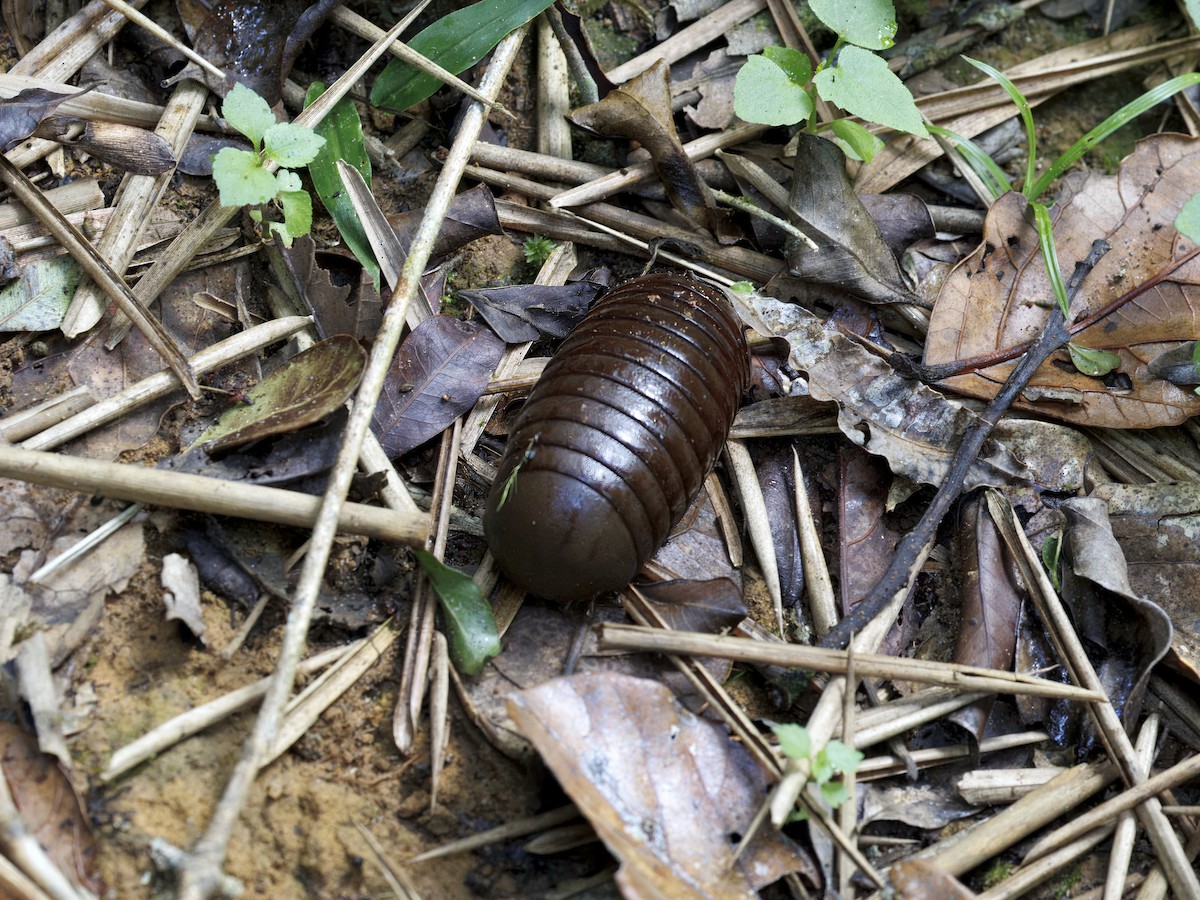 昆蟲綱 - ML646847166