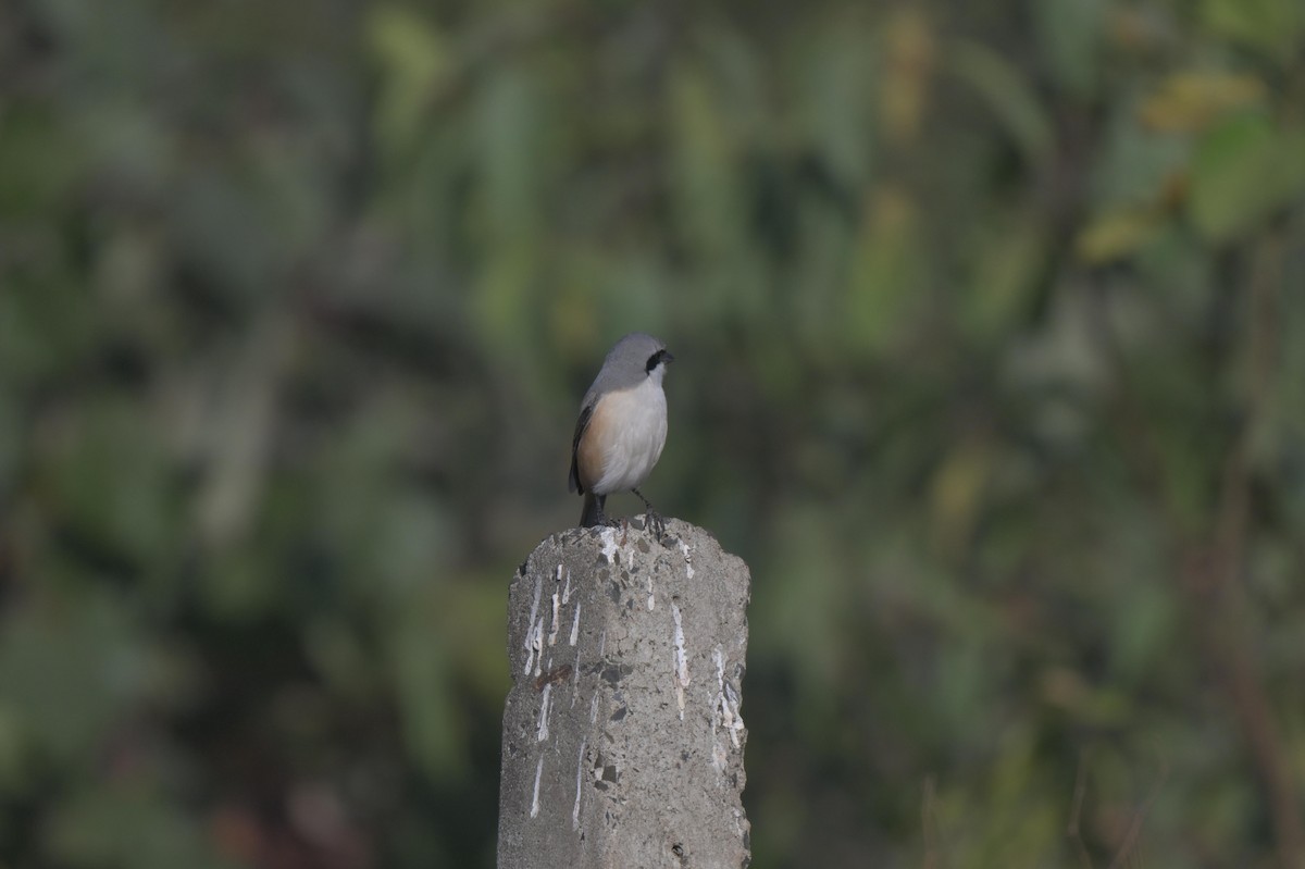 Long-tailed Shrike - ML646847167