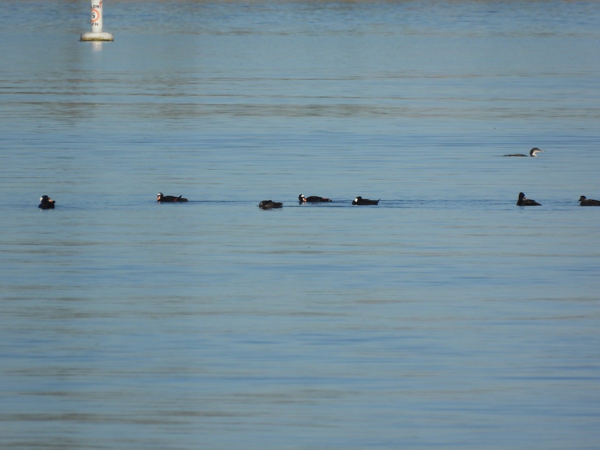 Пестроносый турпан - ML646847168