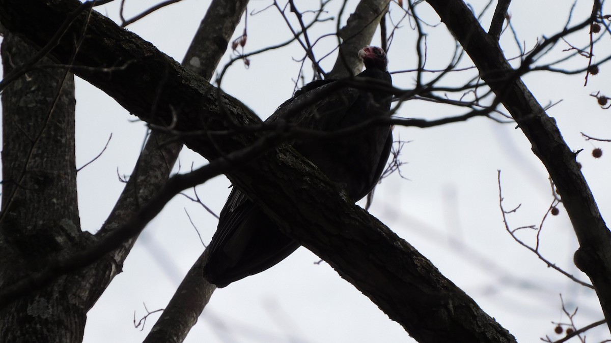 Turkey Vulture - ML646847170