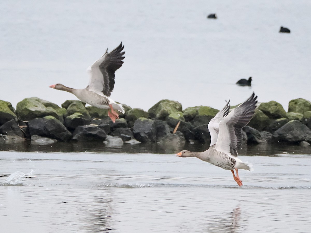 Oie cendrée - ML646847172