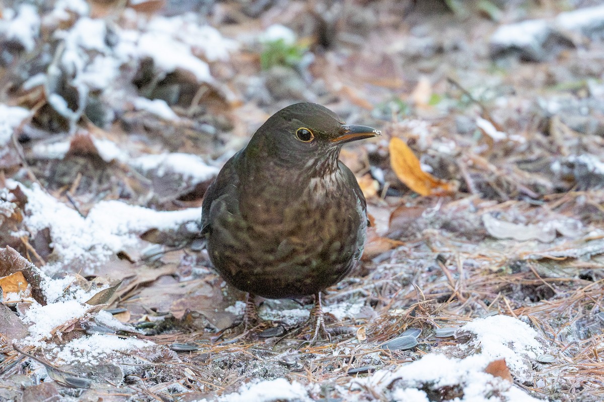 Eurasian Blackbird - ML646847173