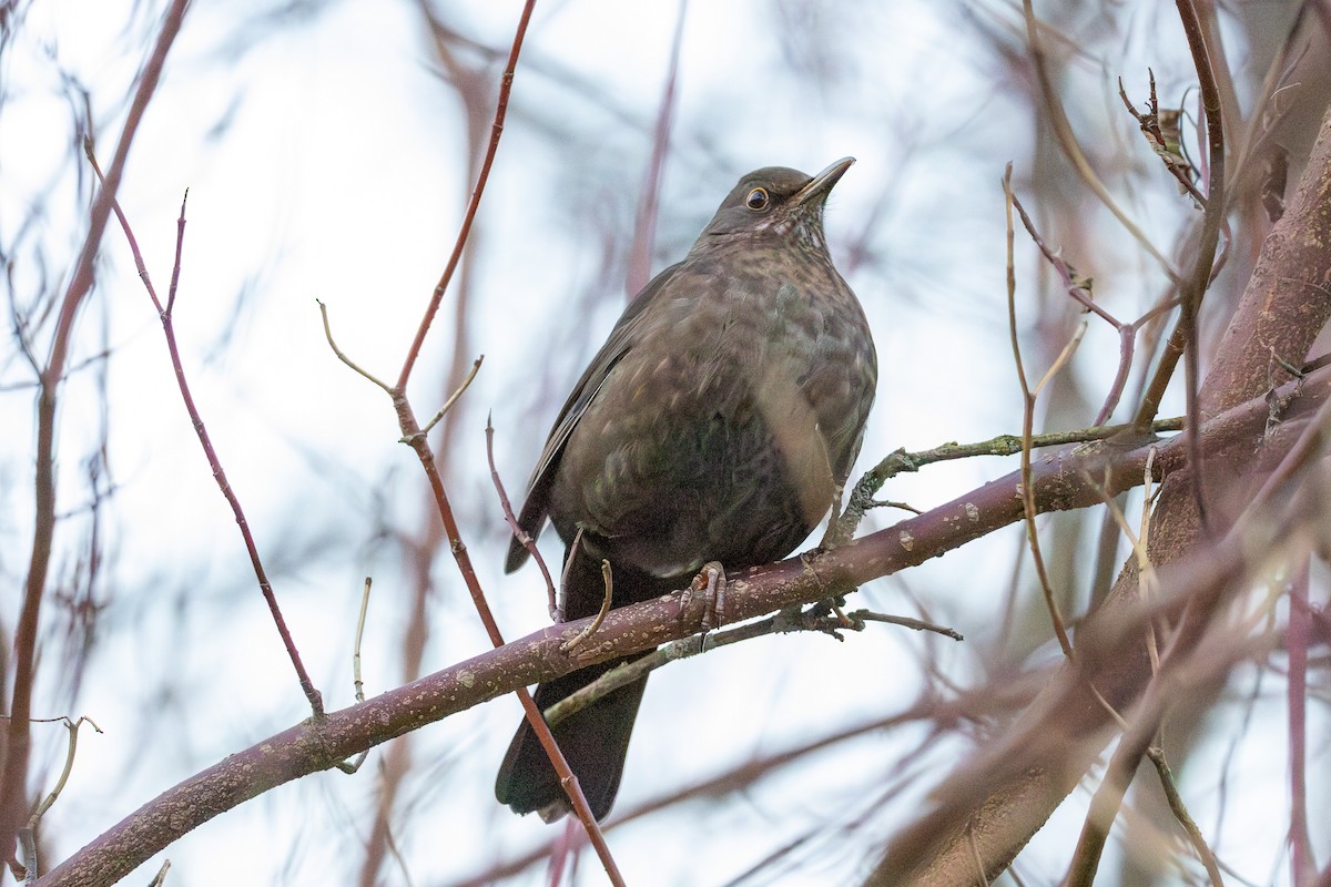 Eurasian Blackbird - ML646847174