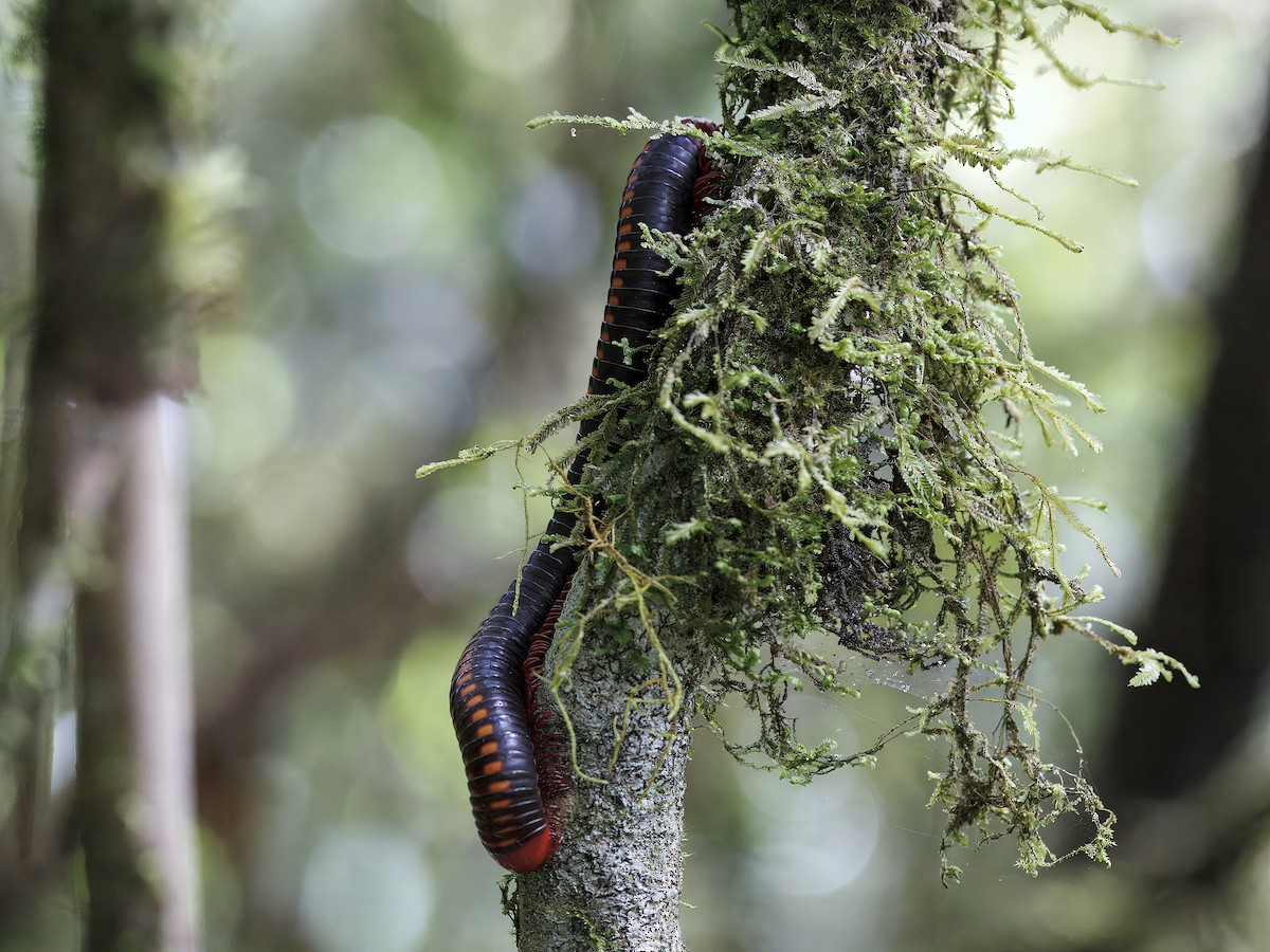 昆蟲綱 - ML646847175