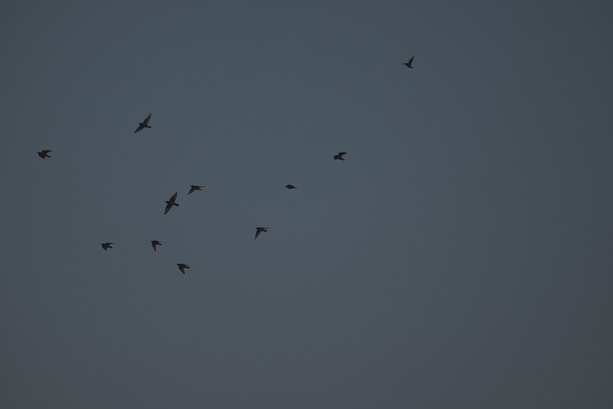 Rosy Starling - ML646847176