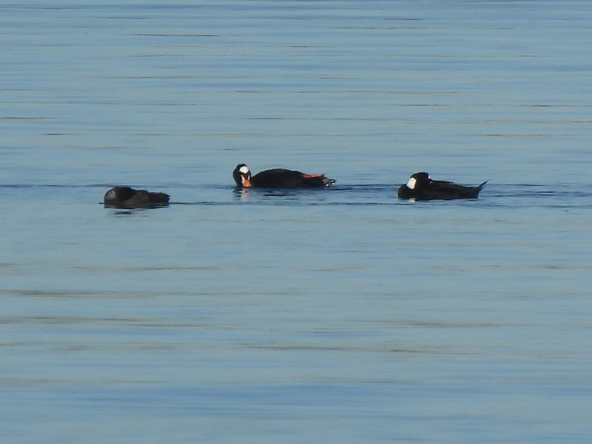 Пестроносый турпан - ML646847177